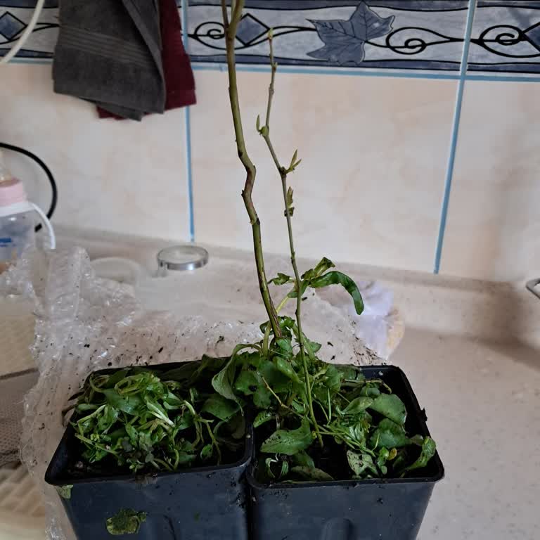 Online Satın Alınan Yaban Mersini Fidanında Yanıltıcı Ürün Gönderimi