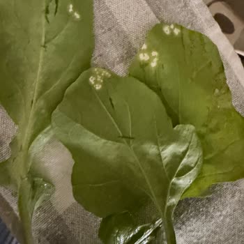 Migros Hemen'de Tere Üzerindeki Kimyasal Kalıntı Sağlık Riskine Dönüştü