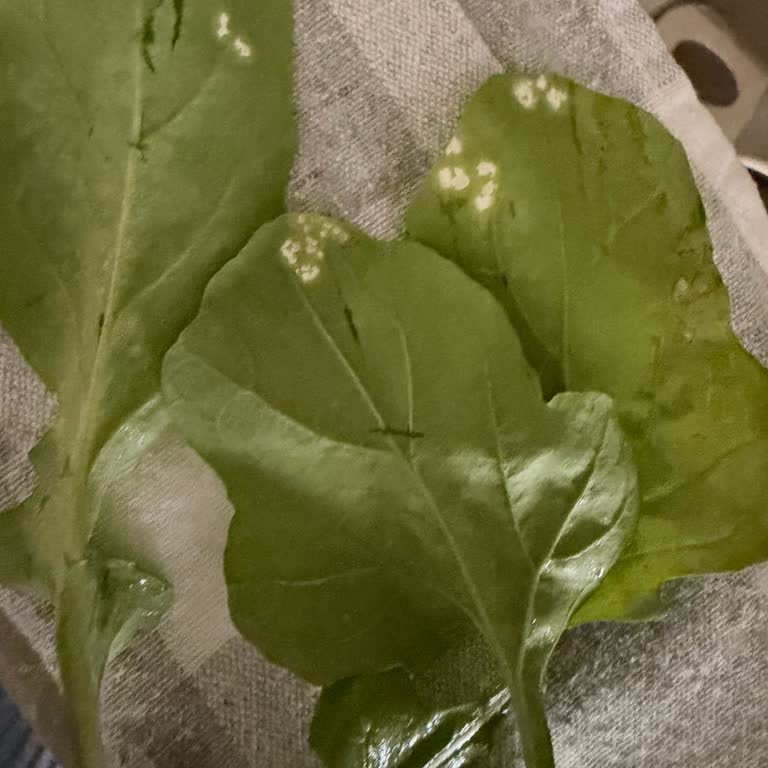 Migros Hemen'de Tere Üzerindeki Kimyasal Kalıntı Sağlık Riskine Dönüştü