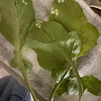 Migros Hemen'de Tere Üzerindeki Kimyasal Kalıntı Sağlık Riskine Dönüştü