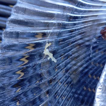 Hastel Markalı Künefede Bulunan İp İçin Sağlık Ve Hijyen Şikayeti