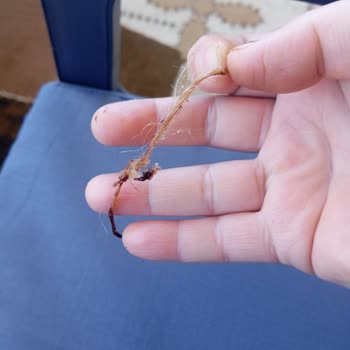 Hastel Markalı Künefede Bulunan İp İçin Sağlık Ve Hijyen Şikayeti