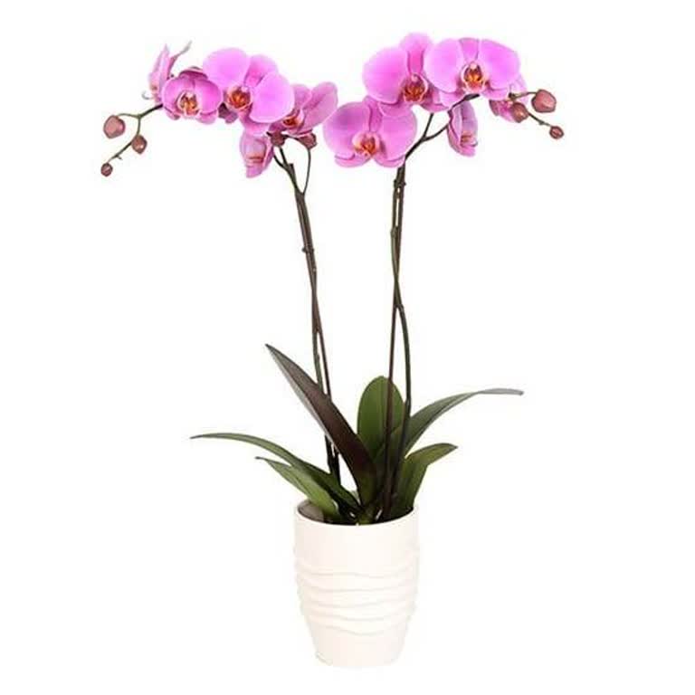 Jolly Florist'ten Geciken Doğum Günü Çiçeği Teslimatı Ve Cevapsız Müşteri Hizmeti