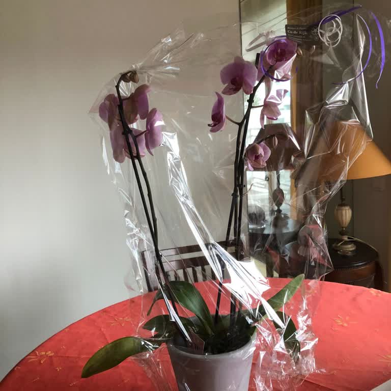 Jolly Florist'ten Geciken Doğum Günü Çiçeği Teslimatı Ve Cevapsız Müşteri Hizmeti