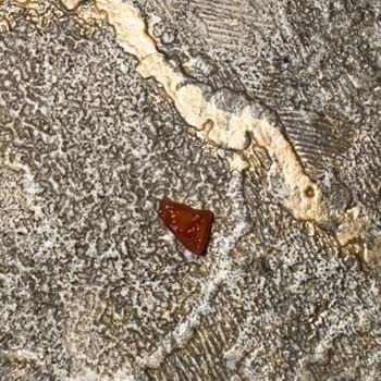 Migros Vişne Reçelinde Cam Parçası Bulunması