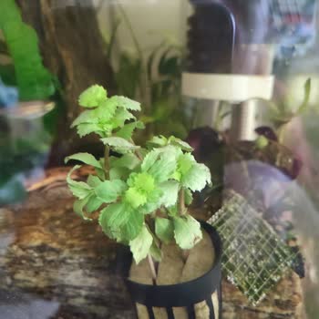 Atakan Akvaryum Petshop Belgelere Rağmen Hataları Kabul Etmeme Ve Yanıltıcı Bitki Tanıtımı