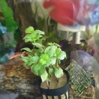 Atakan Akvaryum Petshop Belgelere Rağmen Hataları Kabul Etmeme Ve Yanıltıcı Bitki Tanıtımı
