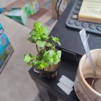 Atakan Akvaryum Petshop Belgelere Rağmen Hataları Kabul Etmeme Ve Yanıltıcı Bitki Tanıtımı