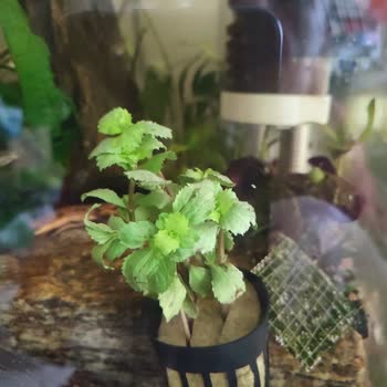 Atakan Akvaryum Petshop Belgelere Rağmen Hataları Kabul Etmeme Ve Yanıltıcı Bitki Tanıtımı