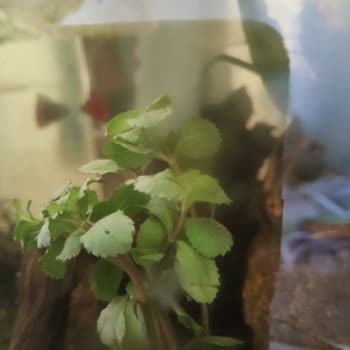Atakan Akvaryum Petshop Belgelere Rağmen Hataları Kabul Etmeme Ve Yanıltıcı Bitki Tanıtımı