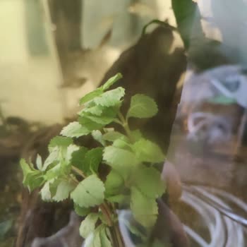 Atakan Akvaryum Petshop Belgelere Rağmen Hataları Kabul Etmeme Ve Yanıltıcı Bitki Tanıtımı
