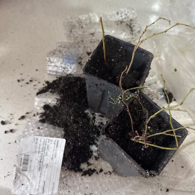 Sağlıksız Fide Ve 800 TL İade Talebi