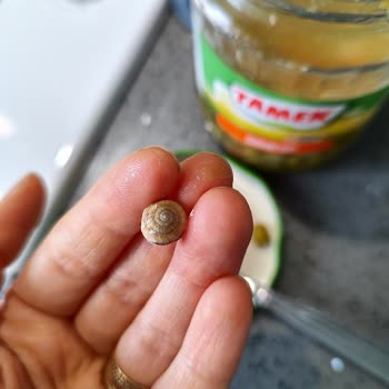 Getir'den Tamek Dondurulmuş Garnitürde Salyangoz Bulunması Hijyen Skandalı