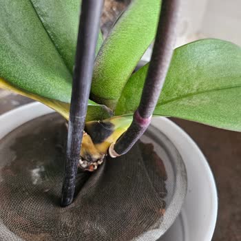 Orkide Köklerinde Çürüme Ve Küf, İade Talebi