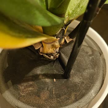 Orkide Köklerinde Çürüme Ve Küf, İade Talebi