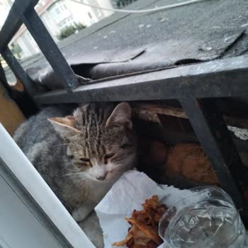 Sarıyer Belediyesi Veteriner Birimi 48 Saatte Kediyi İhmal Etti