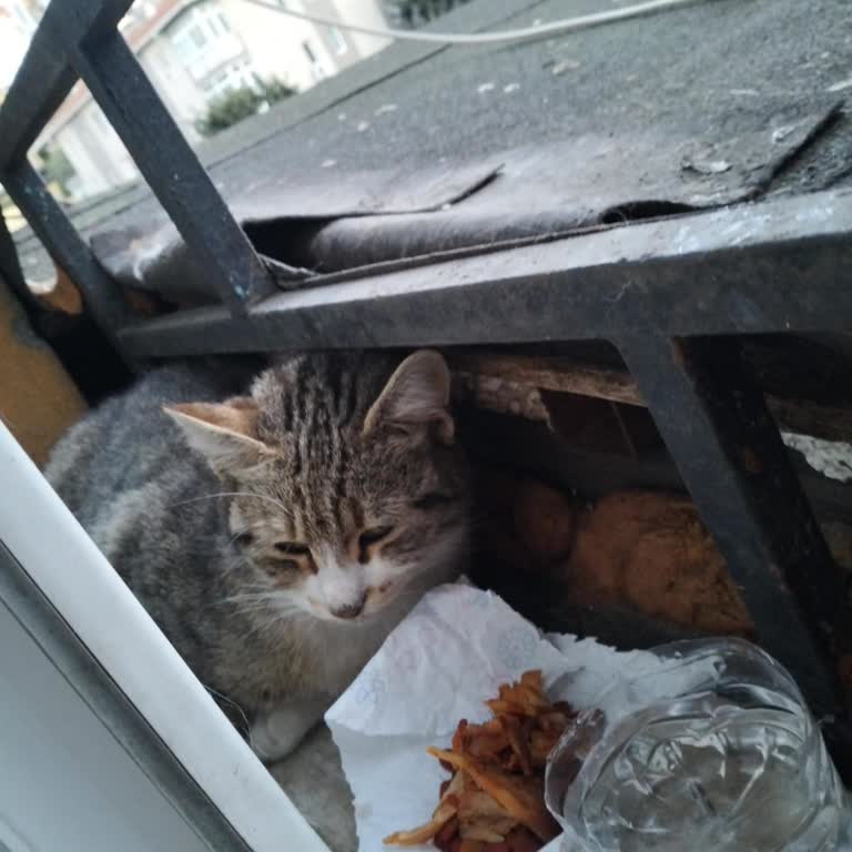 Sarıyer Belediyesi Veteriner Birimi 48 Saatte Kediyi İhmal Etti