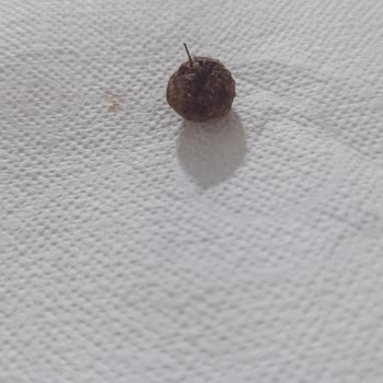 Nesquik Kahvaltılık Gevreğin İçinde Çocuğa Yönelik Tehlikeli Metal Parça Bulundu