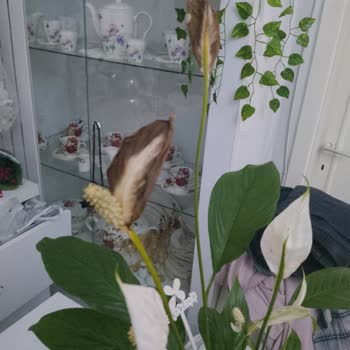 Çiçek Sepeti'nden Çürük Çiçek Teslimatı Ve Cevapsız Destek