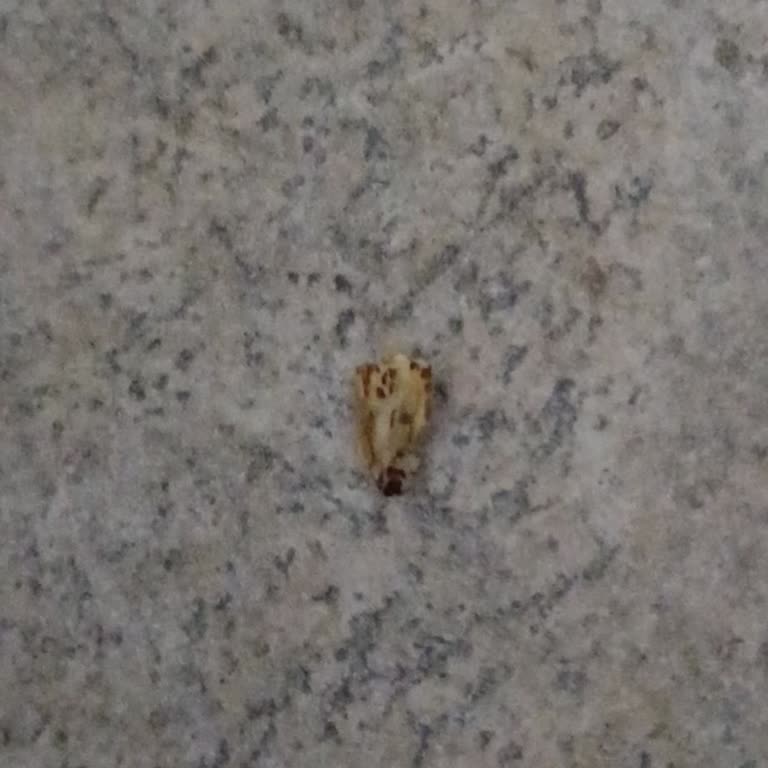 Lifalif Yulaf’ta Siyah Noktalar Ve Sağlık Endişesi