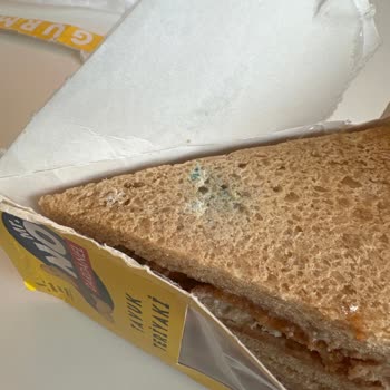 Migros Elitkent Şubesinde Dardanel Sandviçinde Küf Tespiti