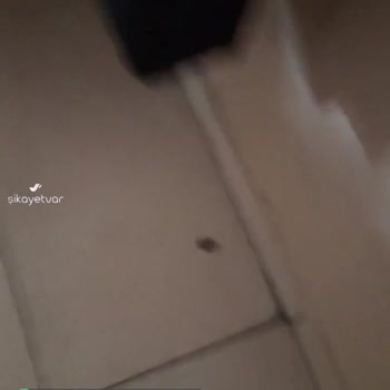 Milli Eğitim Bakanlığı Okulda Böceği Karıncalar Yiyor