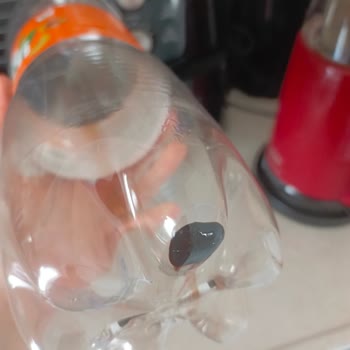 Şişede Siyah Tortu: Çaykur Didi Şeftalili İçecekte Gıda Güvenliği Sorunu