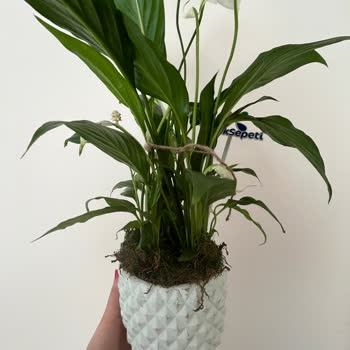 Yanıltıcı Teslimat Ve Ürün Hatası: Müşteri Hizmetlerinden Çözüm Yok