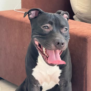 Vito Veteriner Kliniği Kısırlaştırma Sonrası Ölümcül İhmal