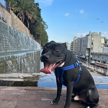 Vito Veteriner Kliniği Kısırlaştırma Sonrası Ölümcül İhmal