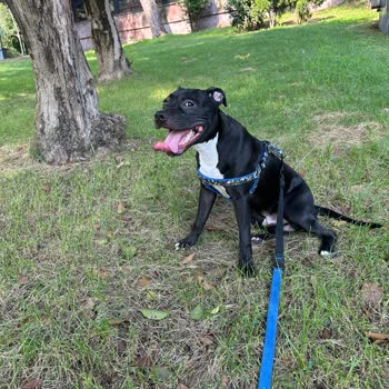 Vito Veteriner Kliniği Kısırlaştırma Sonrası Ölümcül İhmal