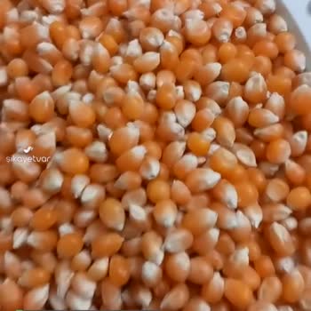 Şok Market Anadolu Mutfağı Cin Mısırından Böcek Çıktı!