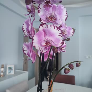 Ateş Kırmızısi Orkide Yerine Mor Orkide Gönderildi