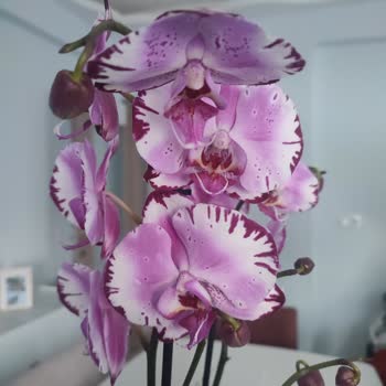 Ateş Kırmızısi Orkide Yerine Mor Orkide Gönderildi