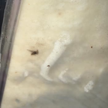 Trendyol GO’da Pakette Böcek Görülmesi Ve İade Talebi