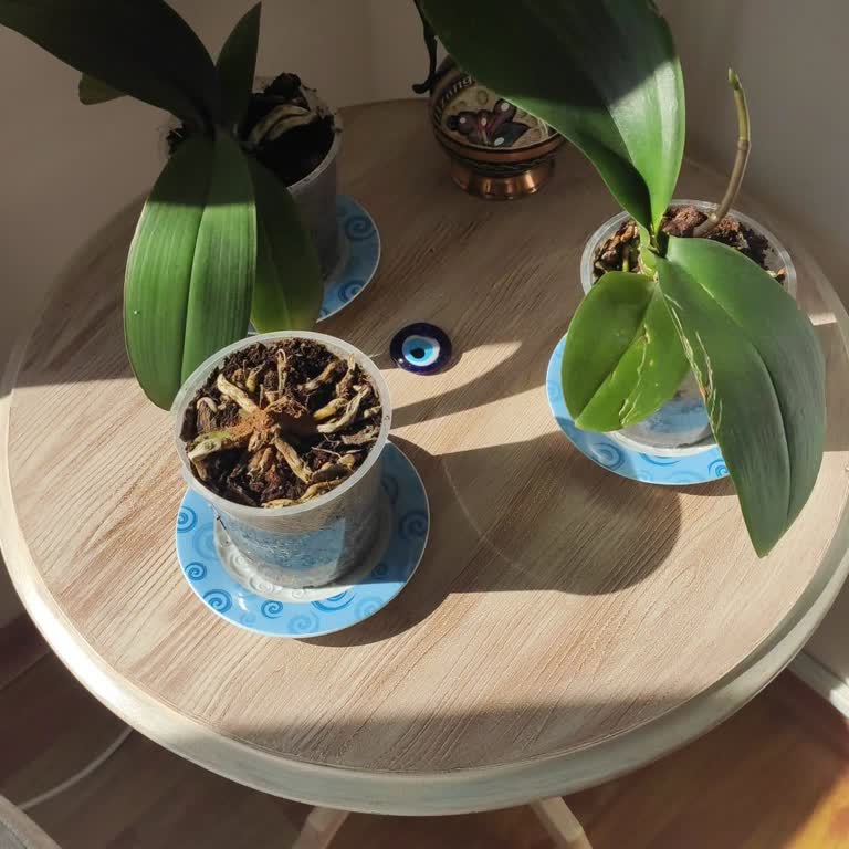 Görsellerdeki Sağlıklı Orkideler Gönderilen Zayıf Ve Hasarlı Bitkilerle Uyuşmadı