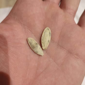 Çerezya Kabak Çekirdeği Küflü Ve Acı, Sağlık Ve Güven Endişesi