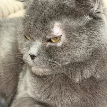 Pet Merkezi Sahte Royal Canin Kedi Maması Ve Uzun Kargo Gecikmesi
