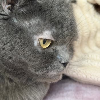 Pet Merkezi Sahte Royal Canin Kedi Maması Ve Uzun Kargo Gecikmesi
