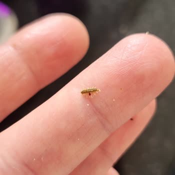 Migros’ta Satın Aldığım Baharatta Böcek Larvaları Ve Geri Ödeme Talebi