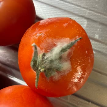 Sebzeler Hızlı Çürüyor: Nemlendirme Özelliği Nedeniyle Buzdolabı İade Talebi