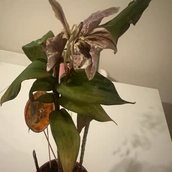 Çiçekler Üç Gün İçinde Çürüdü, Kalite Ve Güven Sarsıldı