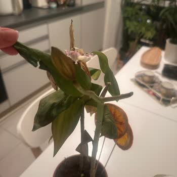 Çiçekler Üç Gün İçinde Çürüdü, Kalite Ve Güven Sarsıldı