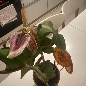 Çiçekler Üç Gün İçinde Çürüdü, Kalite Ve Güven Sarsıldı