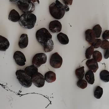 Küflü Çerezya Gün Kurusu Satışı Tüketiciyi Sağlık Riskiyle Bırakıyor