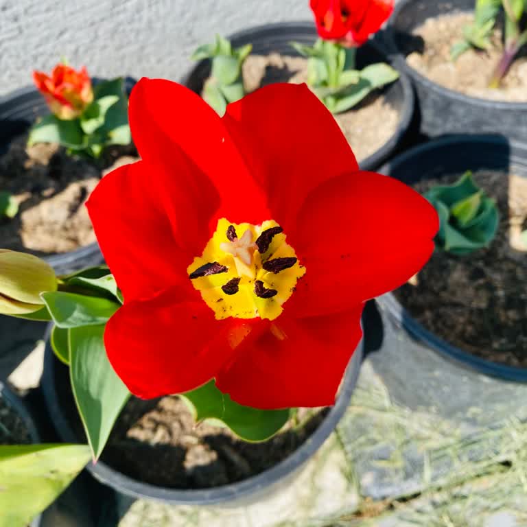 Ambalajda Belirtilen Renklerde Lale Soğanı Gelmedi Ve Çözüm Sunulmadı