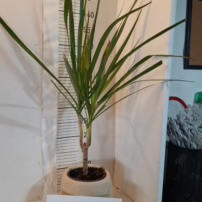 Çiçek Sepeti Yanlış Bonsai Gönderimi ve Otomatik Onay İptal Edilemezliği