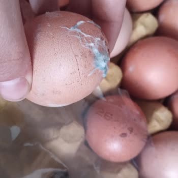 Orta Boy Yumurtalar Küçük, Kirli Ve Bir Tanesi Küflü Çıktı