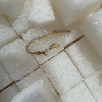 Şafak Küp Şeker Paketi'nde Yılan Görünümlü Solucan Benzeri Yabancı Madde