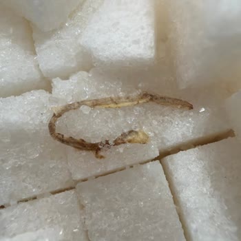 Şafak Küp Şeker Paketi'nde Yılan Görünümlü Solucan Benzeri Yabancı Madde